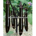 Hybrid F1 Long Black Purple Shiny And Glossy Peel Eggplant Seeds For Sale